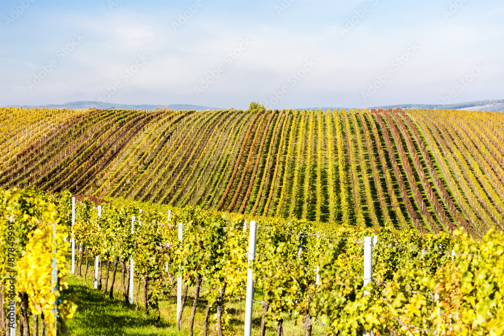 view of autumnal vineyards near Velke Bilovice, Czech Republic