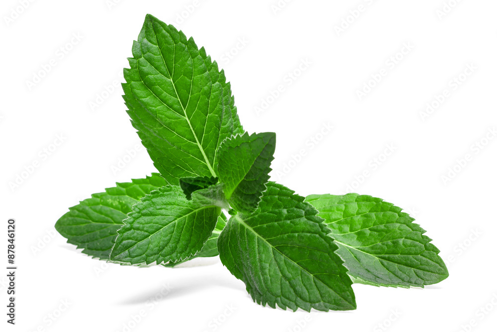 Fresh mint leaf isolated on a white background Fresh mint leaf isolated on a white background