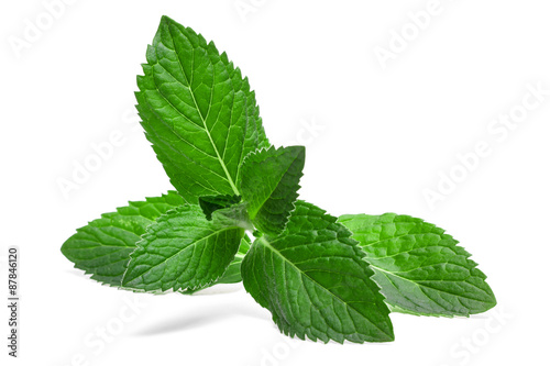 Fresh mint leaf isolated on a white background