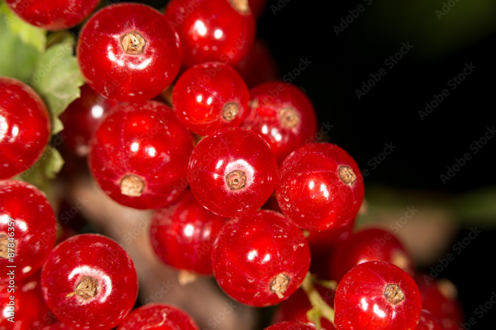 close-up of a red currant in the fruit garden close-up of a red currant in the fruit garden