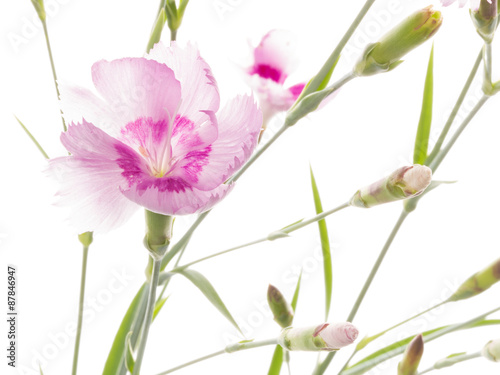 beautiful pink carnation flower © Ekaterina Andreeva