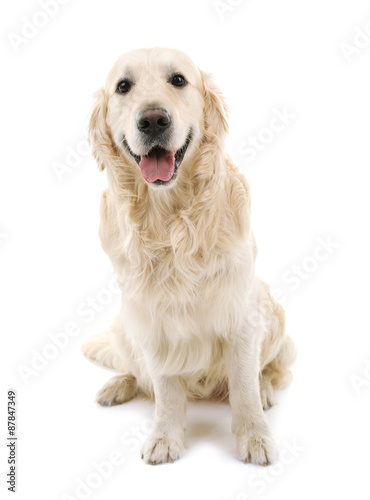 Cute Labrador isolated on white