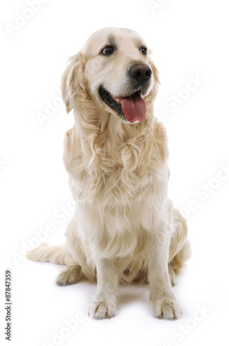 Cute Labrador isolated on white