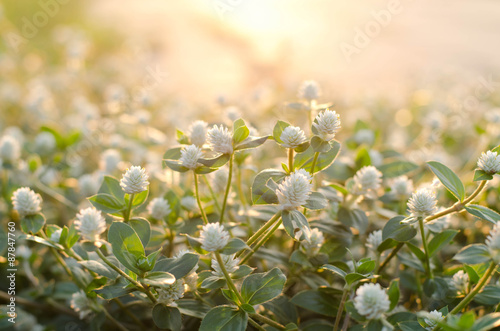 Soft-focus white flower grass in the nature
