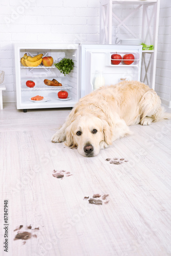 Fototapeta Naklejka Na Ścianę i Meble -  Labrador near fridge and muddy paw prints on wooden floor in kitchen