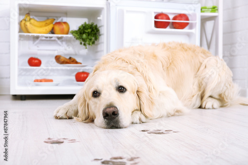 Labrador near fridge and muddy paw prints on wooden floor in kitchen