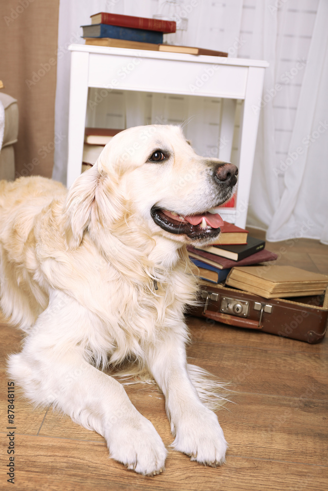 Portrait of cute Labrador with pile of books in room Portrait of cute Labrador with pile of books in room