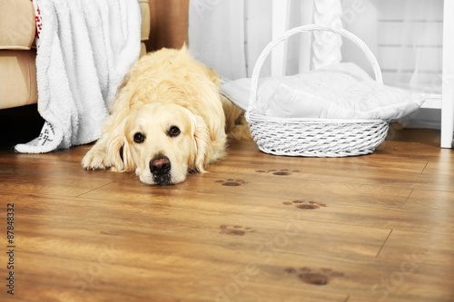 Fototapeta Naklejka Na Ścianę i Meble -  Cute Labrador and muddy paw prints on wooden floor in room