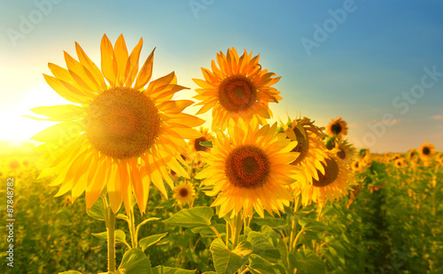 Fotografia Sunflowers