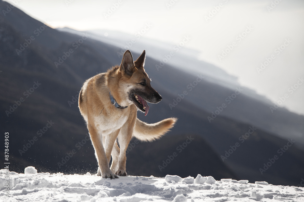 pastore tedesco sulla neve