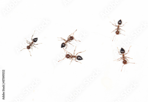 ants on a white wall. close
