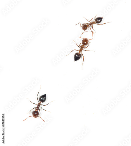ants on a white wall. close © schankz