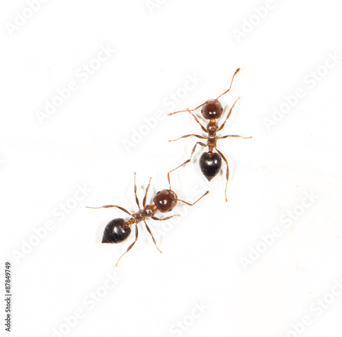 ants on a white wall. close © schankz