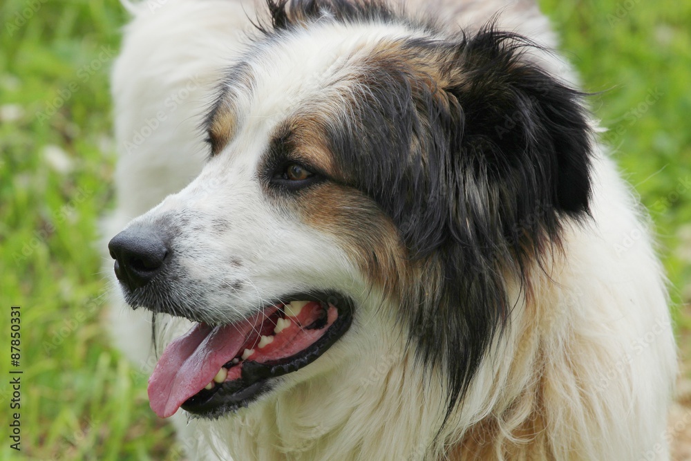 Portrait of the dog Tornjak