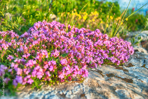 Pink and yellow flowers and plants in the sunlights in the mountains