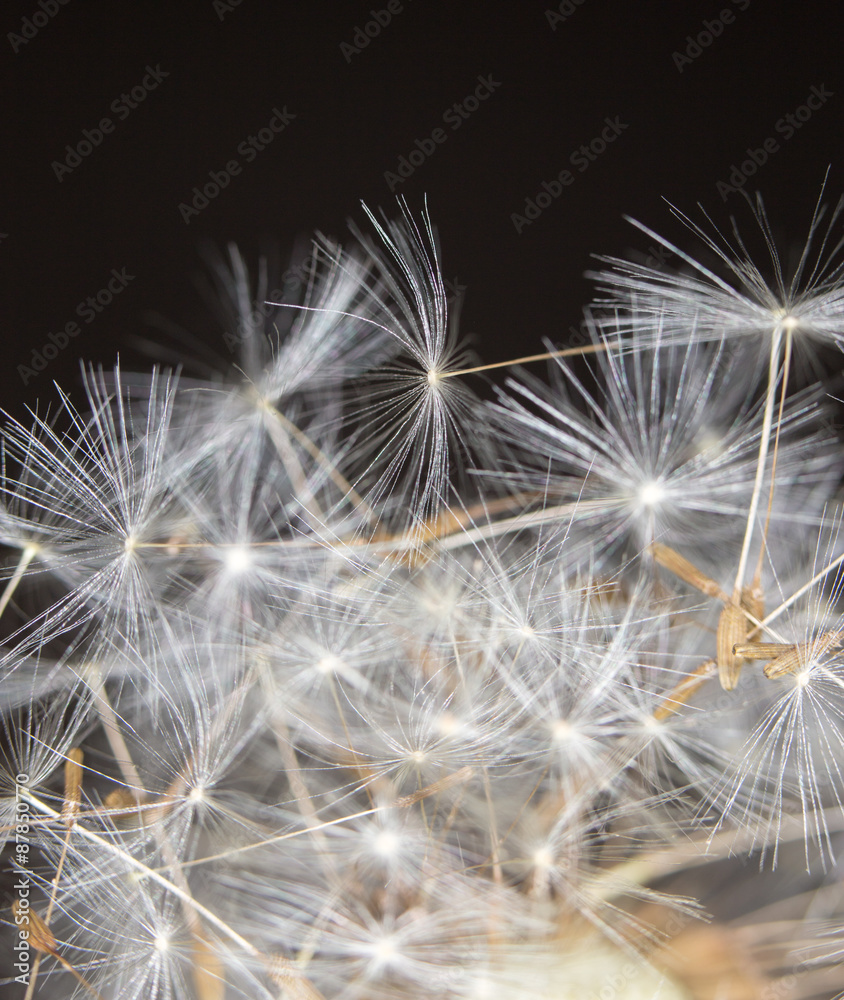 Naklejka premium Dandelion. close