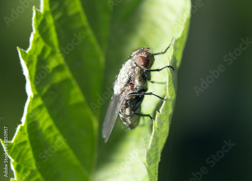 fly in nature. marco © schankz