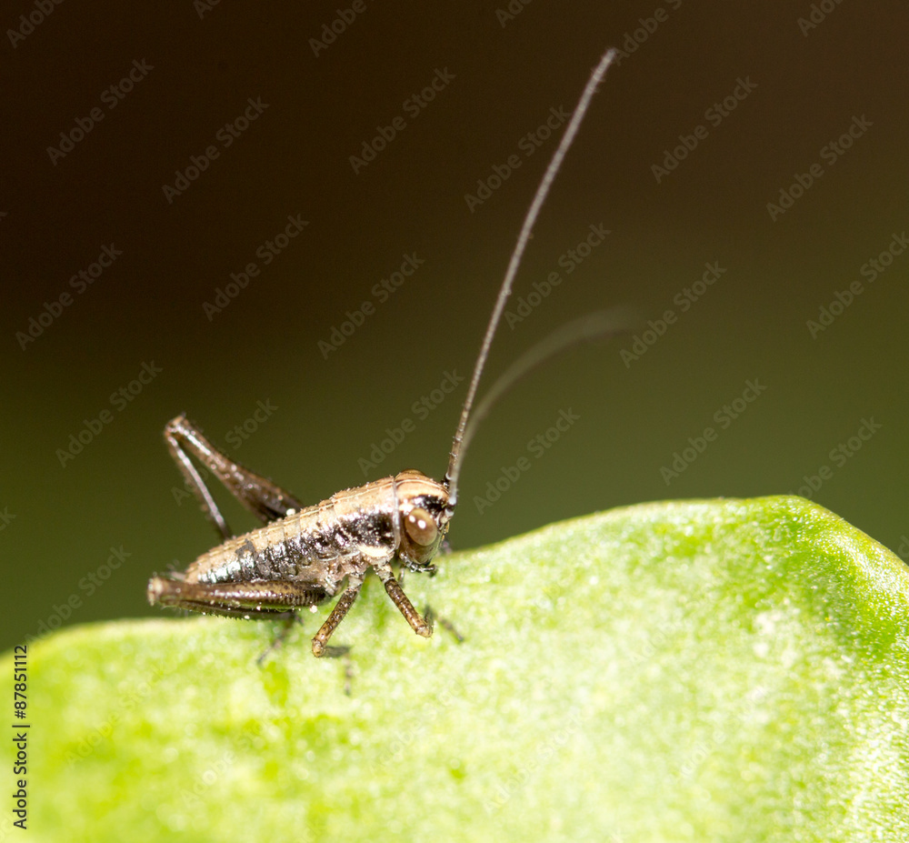 Fototapeta premium small grasshopper on a green leaf. close-up