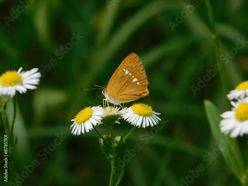 Butterfly on a camomile flower