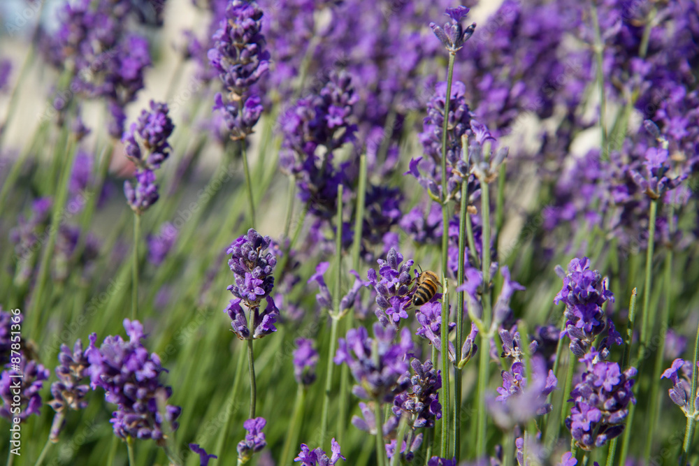 Fototapeta premium Lavender blooming