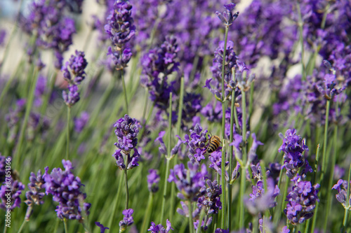 Lavender blooming