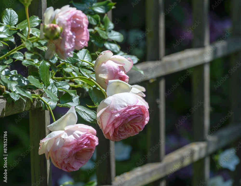 Fototapeta premium Nature background with beautiful pink Eden Rose on wooden pergola in garden.