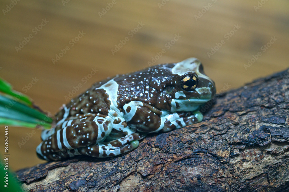 Fototapeta premium Amazon milk frog