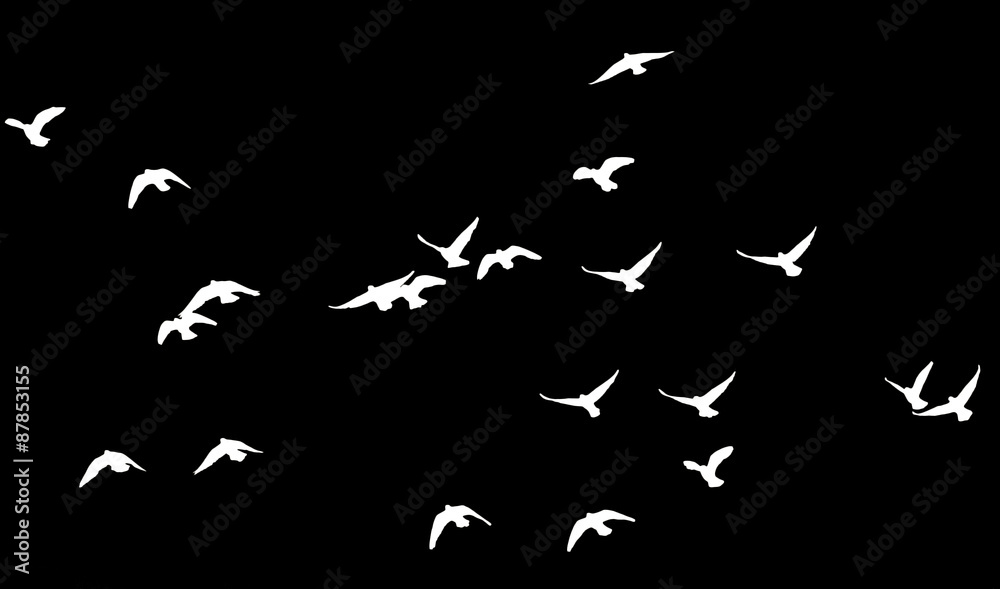 flock of pigeons on a black background flock of pigeons on a black background