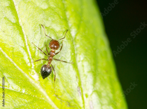 Ant on a green leaf. close-up © schankz