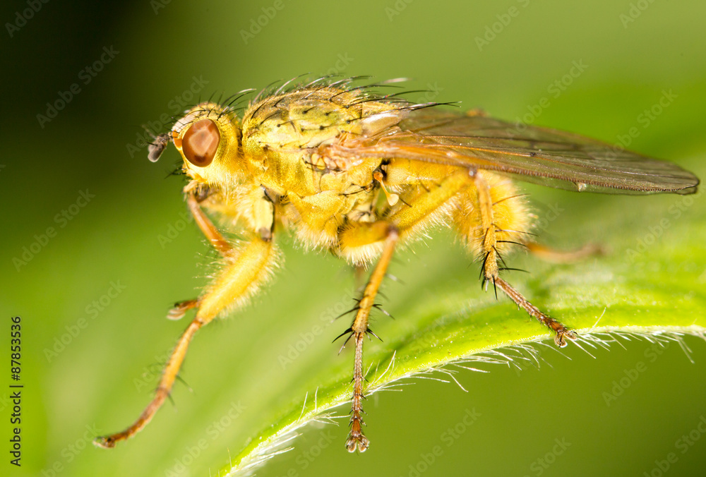 fly in nature. close-up fly in nature. close-up