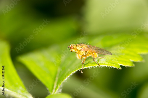 fly in nature. close-up