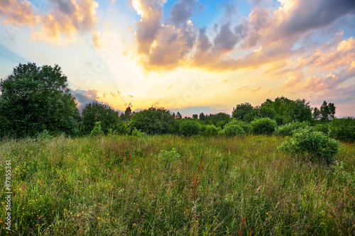 Sunset in summer field