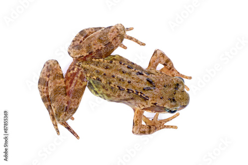 Brown European frog on a white background
