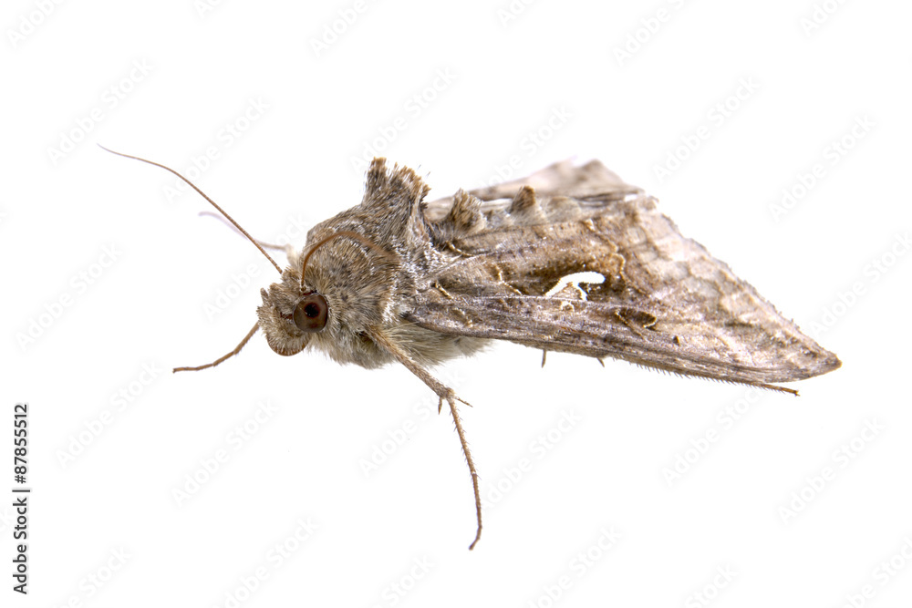 Obraz premium Brown moth on a white background