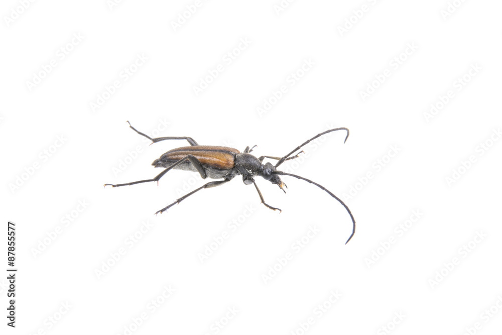 Naklejka premium Black brown bug on a white background