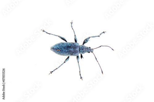 Blue bug on a white background