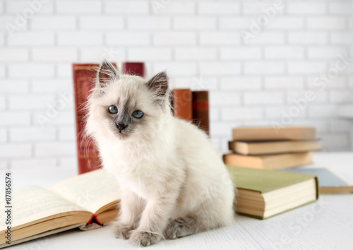 Cute little cat with books on light background