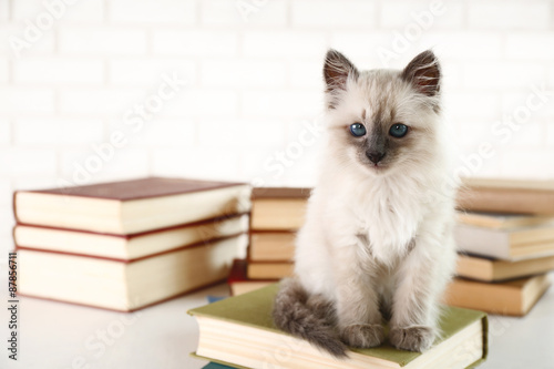 Cute little cat with books on light background