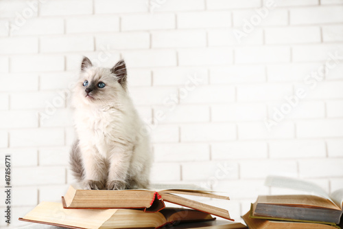 Cute little cat with books on light background