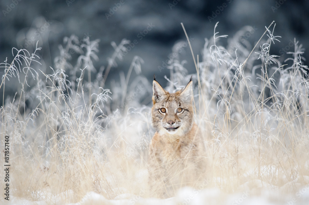 Obraz premium Eurasian lynx cub hidden in high yellow grass with snow