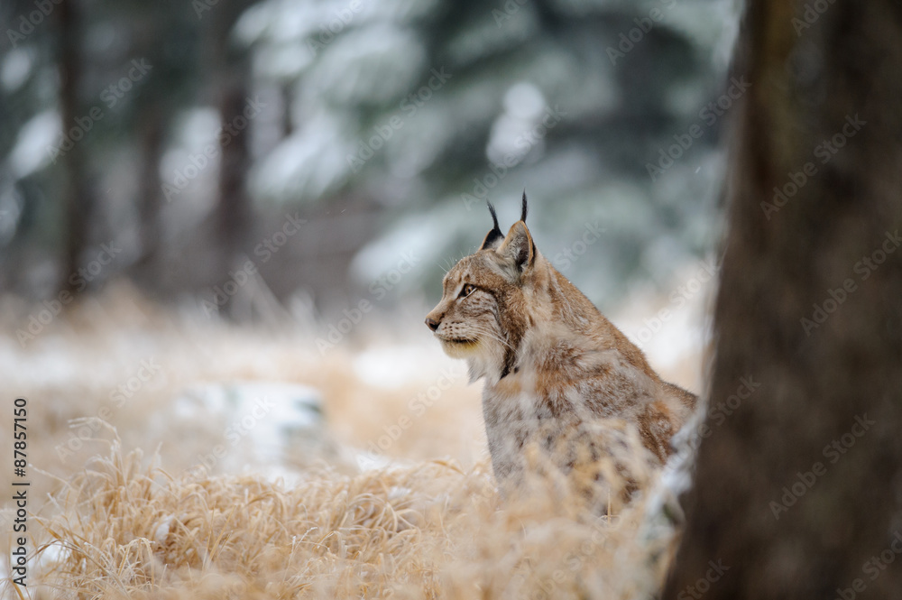 Fototapeta premium Eurasian lynx sitting on ground in winter time on yellow grass