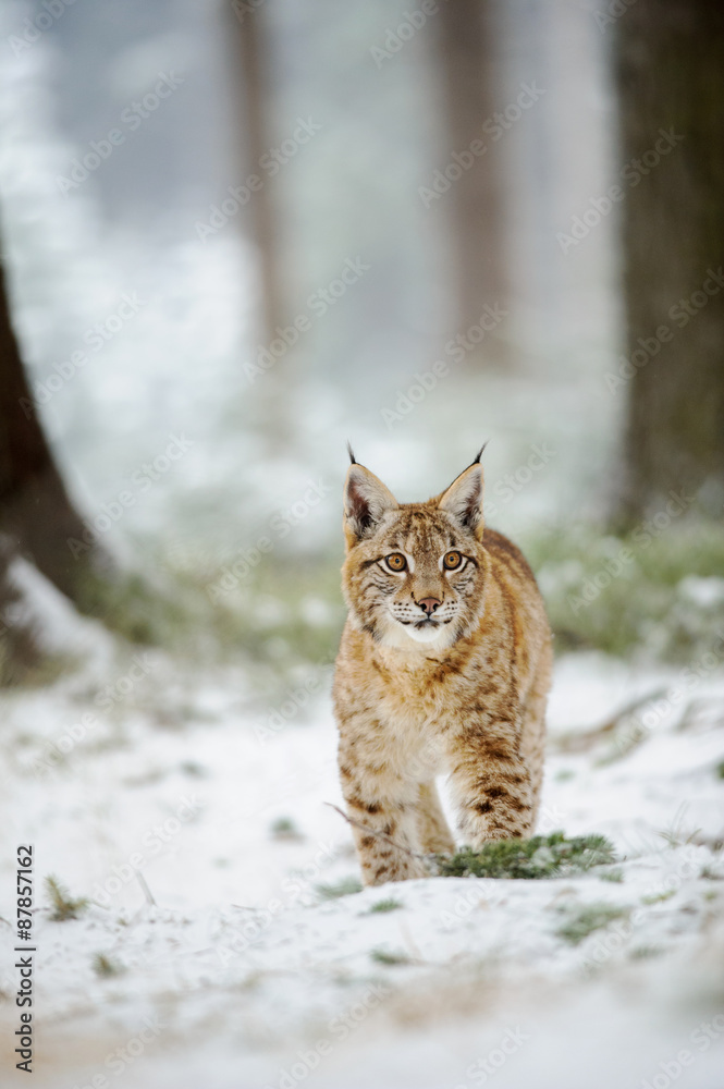 Fototapeta premium Eurasian lynx cub standing in winter colorful forest with snow