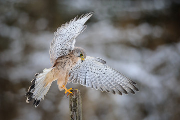Wandcirkels Arend Torenvalk landt op houten paal  © Stanislav Duben