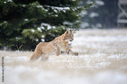 Running eurasian lynx cub on snowy ground in cold winter