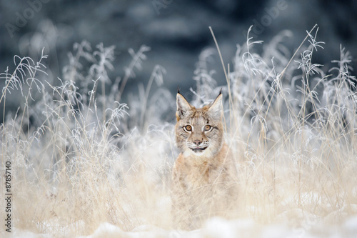 Eurasian lynx cub hidden in high yellow grass with snow
