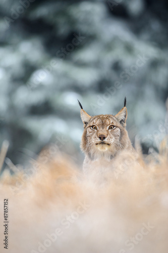 Eurasian lynx sitting on ground in winter time