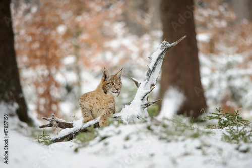 Eurasian lynx cub standing in winter colorful forest with snow © Stanislav Duben