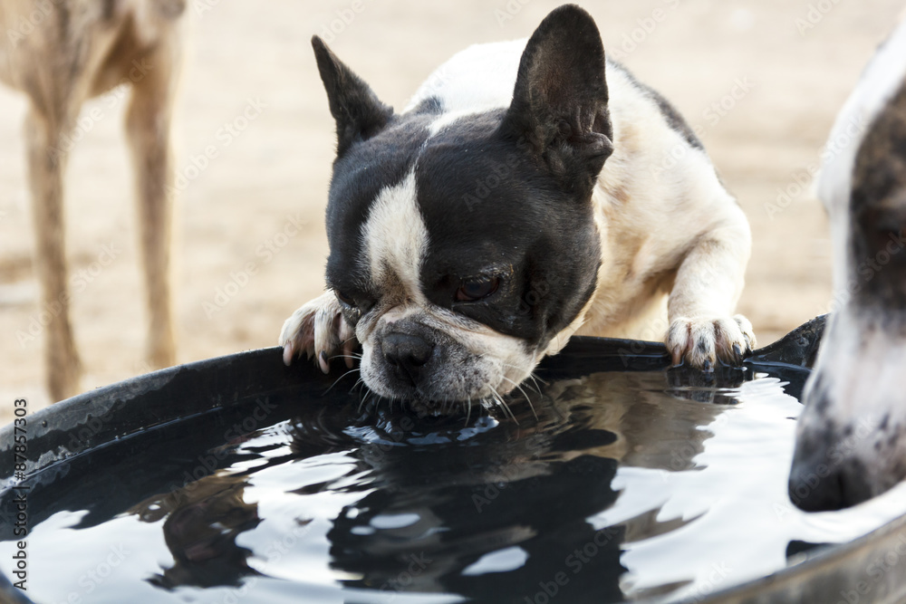 Bulldog Francés bebiendo. Perro de pura raza bebiendo agua un día de verano. Bulldog Francés 