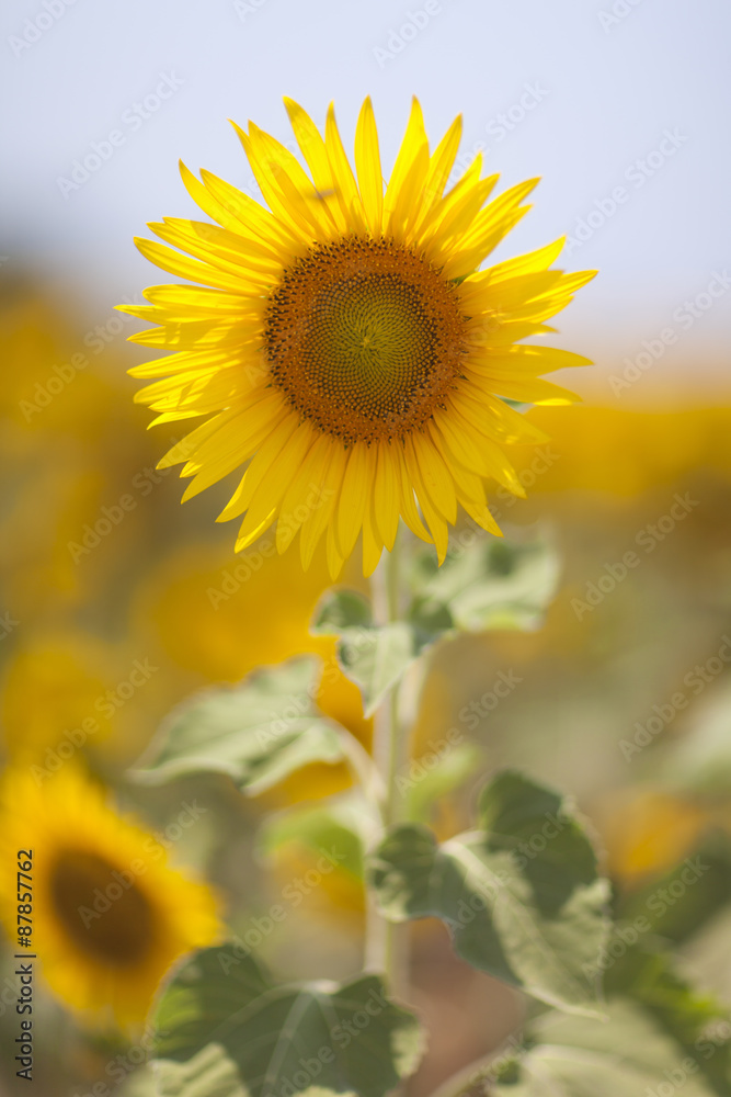 Fototapeta premium Sunflower