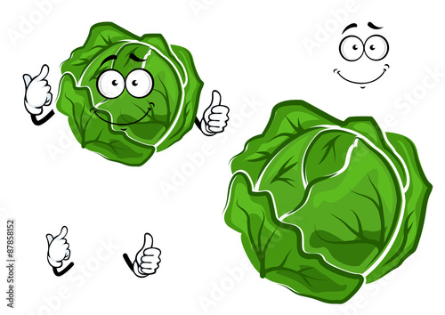 Isolated cartoon green cabbage vegetable